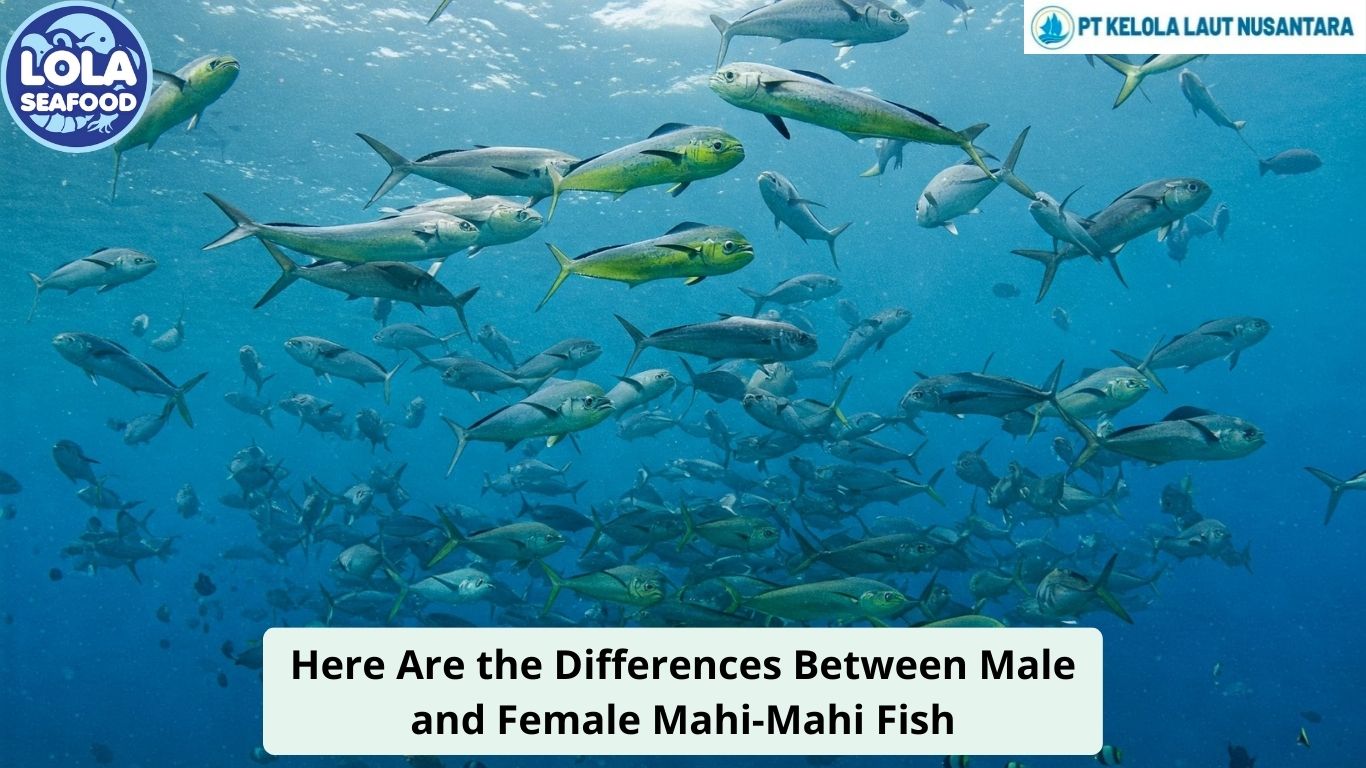 Here Are the Differences Between Male and Female Mahi-Mahi Fish